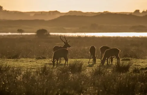 Hvidbjerg Strand Camping Resort Natur Raavildt