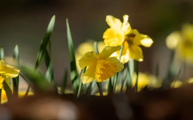 Hvidbjerg Strand Camping Resort Paaske