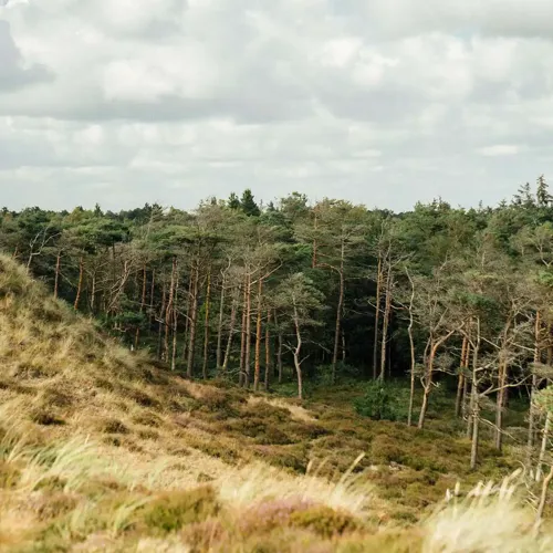 Hvidbjerg Strand Camping Resort Natur Klitter Skov